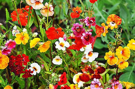 NEMESIA SUNDROPS MIX 1100 Seeds Nemesia Strumosa Grandiflora - Etsy