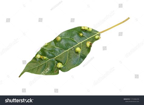 Leaf Spot Disease Isolated On White Stock Photo 1172486230 | Shutterstock