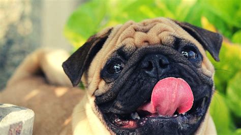 Vodafone Dog: Pug Dog Price In India, Lifespan And Breed Profile (2024)