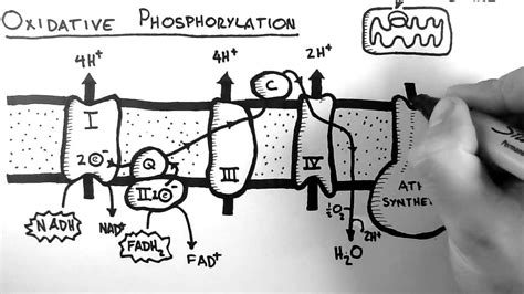 Mastering Biology Oxidative Phosphorylation Concept Map