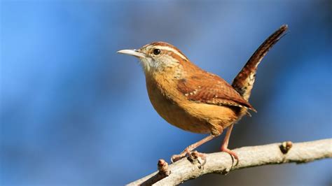 Wren Meaning And Symbolism - What Does Seeing A Wren Mean