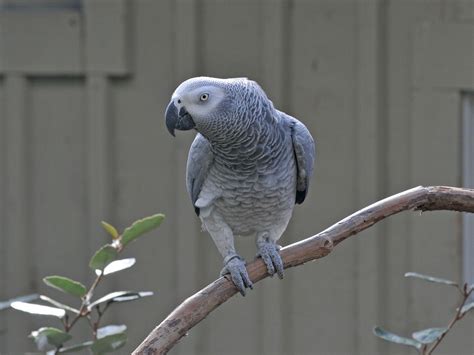 The Online Zoo - Grey Parrot