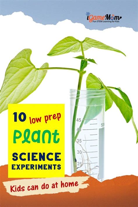 10 Plant Science Experiments for Kids