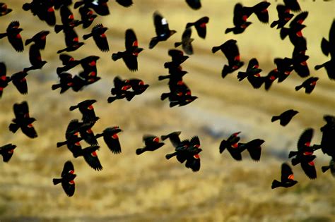 Free picture: red, wing, blackbirds, flock, flight, agelaius phoeniceus