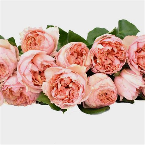 Juliet Peach Garden Roses – Wholesale Peach Roses