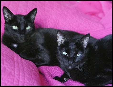 Black Siamese Cat | Cute Cats Pictures