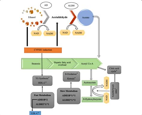 Metabolism of ethanol and lipids and alcohol-metabolizing enzymes in ...