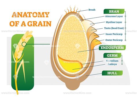 Grain anatomical layers vector illustration diagram | Grains, Science poster, Diagram