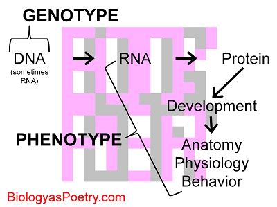 Phenotype - Biology As Poetry