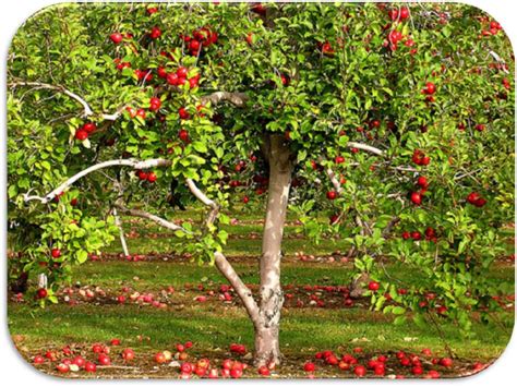 LE FASI E LE STIME DEL CICLO PRODUTTIVO DEGLI ALBERI DA FRUTTO ...