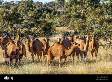 Camels in the Australian desert, near Laverton, Western Australia Stock ...