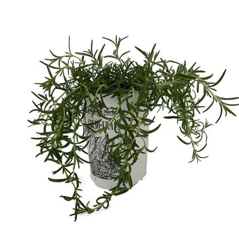 Creeping Rosemary Plant - Creeping/Trailing - Outstanding for Culinary ...