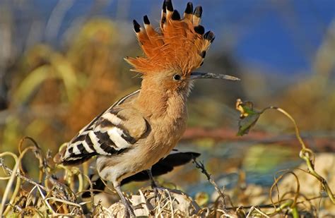 Who is the hoopoe? Israel's national bird - watch - Israel News - The ...