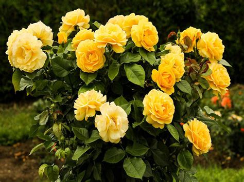 Floribunda Roses - Schwartz Greenhouse