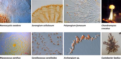 From Soil to New Secondary Metabolites - 2015 - Wiley Analytical Science