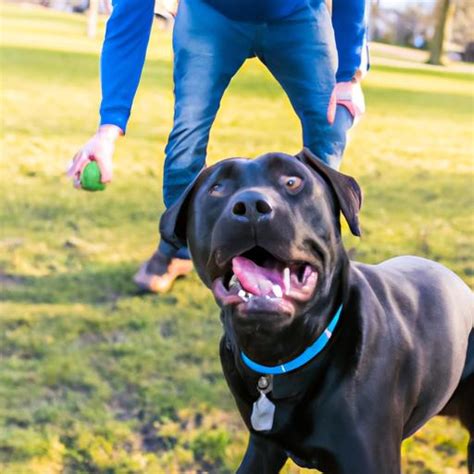 Labrabull Allergies: Understanding and Managing Your Furry Friend's Health Issues