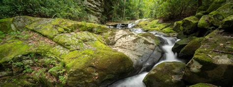 Bear Run Nature Reserve - Fallingwater - Mill Run, PA - Laurel Highlands