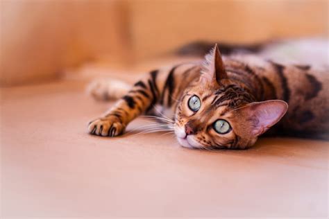 Do Bengal Cats Shed? Everything You Need to Know - Bengal Cat Care