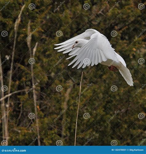 White Pigeon a Symbol of Peace and Purity Stock Image - Image of ...