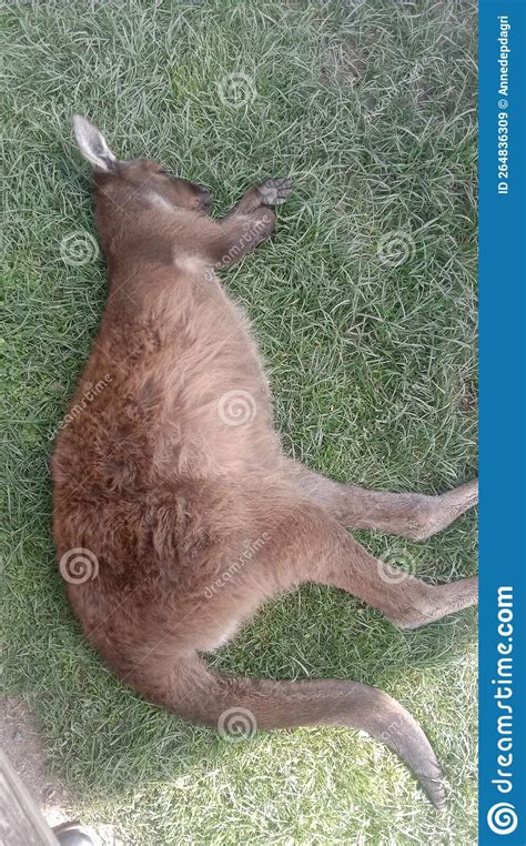 Kangaroo still sleeping stock image. Image of kangaroo - 264836309