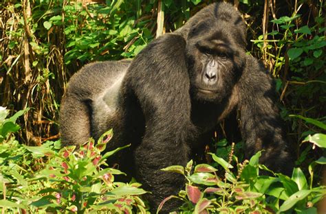 2 Days Rwanda Gorilla Trekking Safari | Rwanda Gorilla Tour