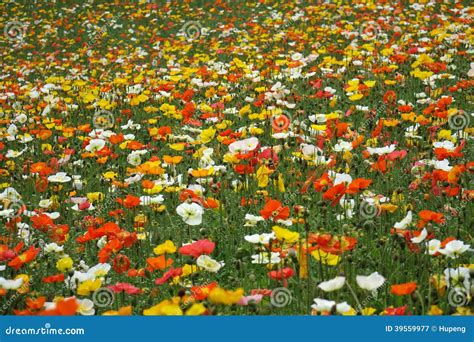 Poppy flowers stock image. Image of bunch, color, blossom - 39559977