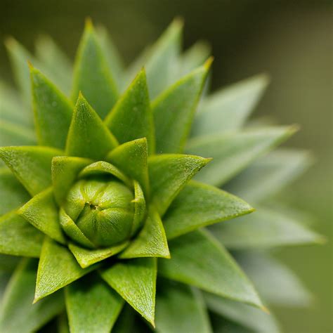 Selective Focus Photography of Green Succulents · Free Stock Photo