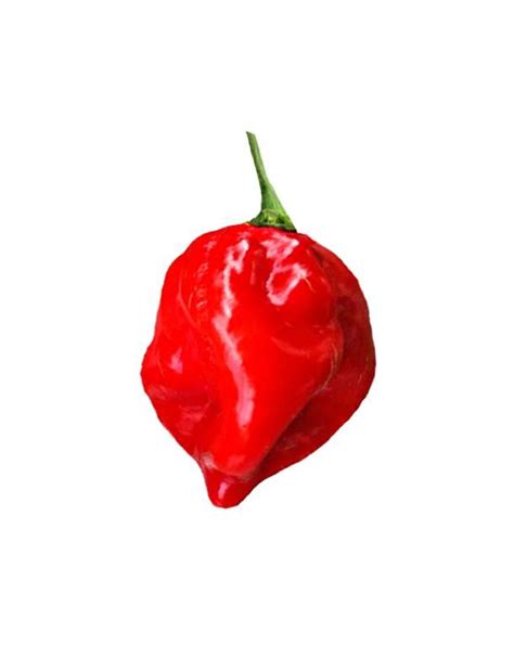 Habanero Red Caribbean Seeds | Stuffed peppers, Hot pepper seeds, Stuffed hot peppers