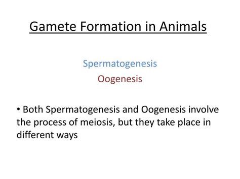 PPT - Gamete Formation in Animals PowerPoint Presentation, free download - ID:1977916