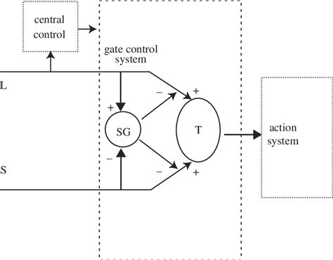 Gate Control Theory Melzack And Wall 1965