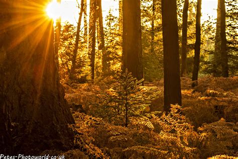 New Forest Autumn Colours – Petes-PhotoWorld.co.uk