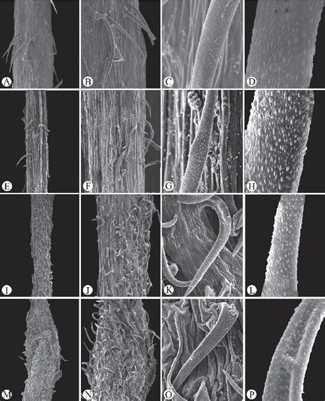 Trichome morphology on stem (A−D), peduncle (E−H), pedicel (I−L) and... | Download Scientific ...