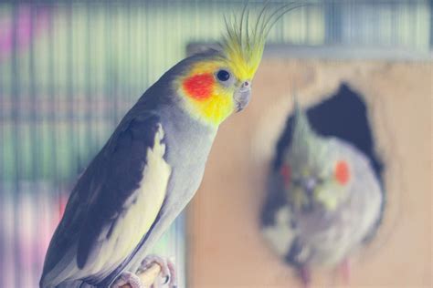 8 Best Pet Birds for Busy People