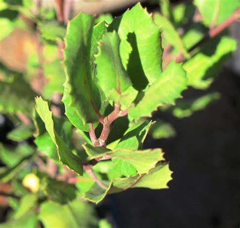 Rhus integrifolia - Boething Treeland Farms