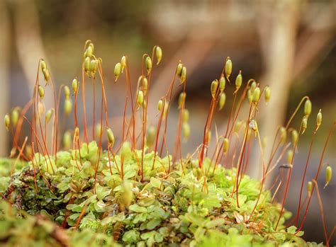 USA, Alaska Fan Moss With Sporophytes Photograph by Margaret Gaines