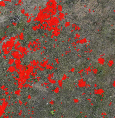 Leafy Spurge Dataset: Real-world Weed Classification Within Aerial Drone Imagery