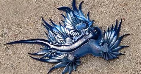 The Blue Dragon's Venomous Beauty (with video) - Illuzone