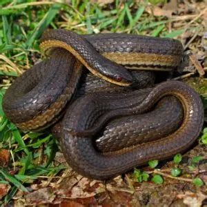 Snakes in Oklahoma [45 Different Types] - SnakeTracks.com