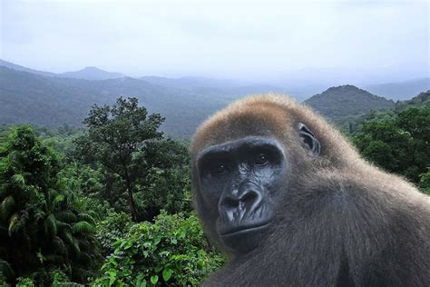 Why should we protect Cross River gorillas? - Cross River Gorilla