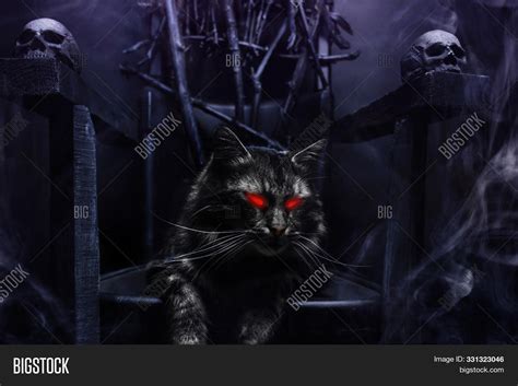 Close- Photo Evil Cat Image & Photo (Free Trial) | Bigstock