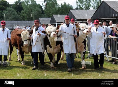 Hereford cattle Shropshire County Show Stock Photo - Alamy