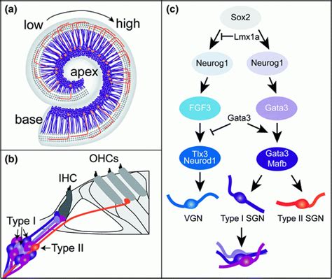 Early Development of the Spiral Ganglion | Ento Key