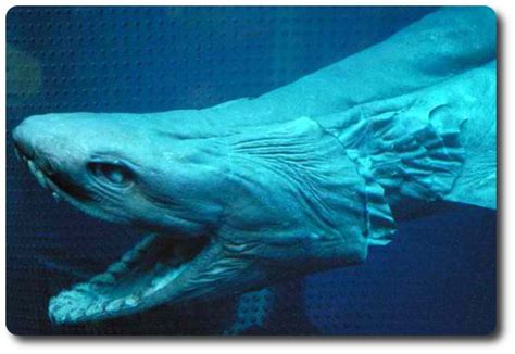 Frilled Sharks Are An Interesting Species Of Shark - Shark Sider