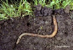 Ecology - The Earthworm Resource