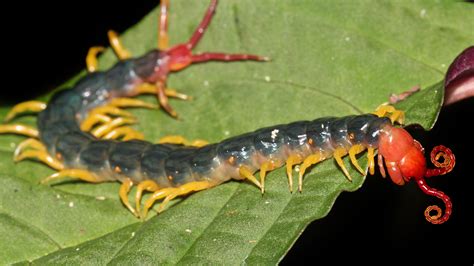 Why You Should Avoid The Amazonian Giant Centipede