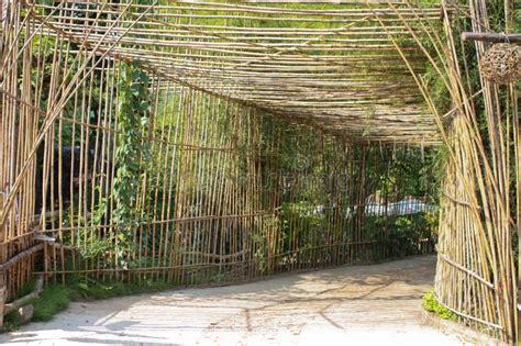 Bamboo Tree Tunnel & Walkway Pathway Road Stock Photo - Image of park, foliage: 171851876