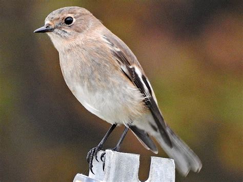 Flame Robin (Petroica phoenicea)