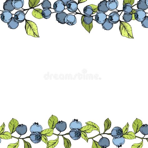 Vector Blueberry Blue and Green Engraved Ink Art. Berries and Green ...