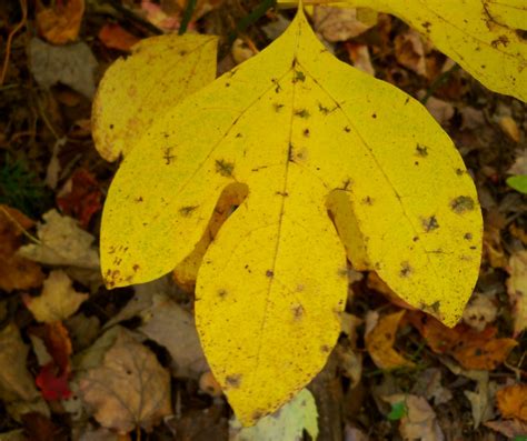 Sassafras: Tree of Teas, Leaves, and Mysteries – Wildlife Leadership ...