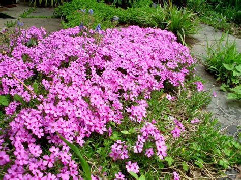 Lauren's Top Spring Plants - Landscape Design, Installation ...